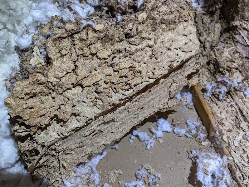 Close view of damaged wood on a crawlspace framing member